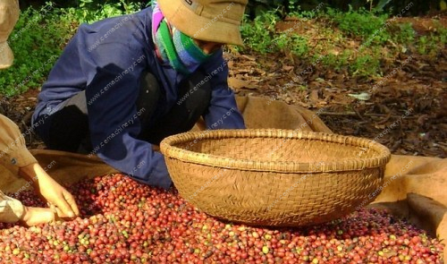 German firm opens $12mn coffee processing facility in southern Vietnam