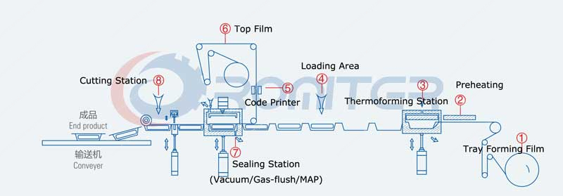 Working-Process-of-Thermoforming-Packing-Machine